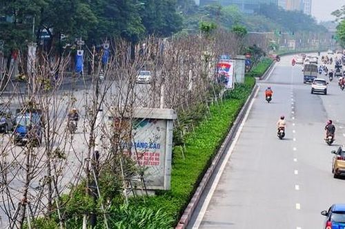 Hàng cây phong lá đỏ đường Trần Duy Hưng, Nguyễn Chí Thanh khô cằn, xơ xác đến thảm hại