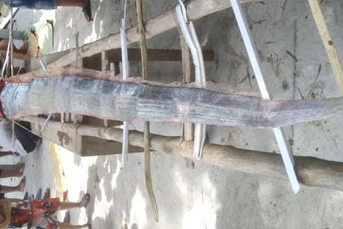 Cá hố dài 4m trôi dạt bờ biển Quảng Ngãi là một con Oarfish Thái Bình Dương khổng lồ
