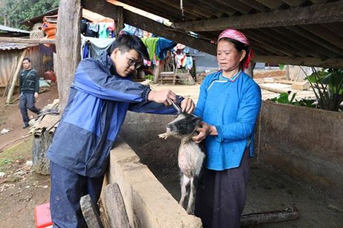 Kéo dài tiêm phòng đợt 1 cho gia súc, gia cầm do ảnh hưởng của dịch bệnh Covid-19