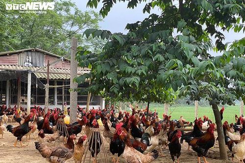 Giá trứng lao dốc, người chăn nuôi tính chuyện phá đàn