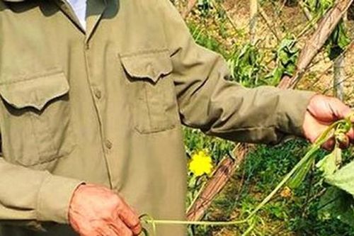 Nghệ An: Người thương binh bị phá vườn mướp gần đến ngày thu hoạch
