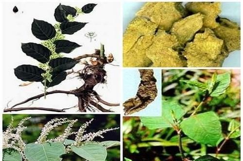 Cốt khí củ - thuốc giảm đau, tiêu sưng