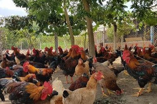Nuôi gà sạch cho thu nhập cao