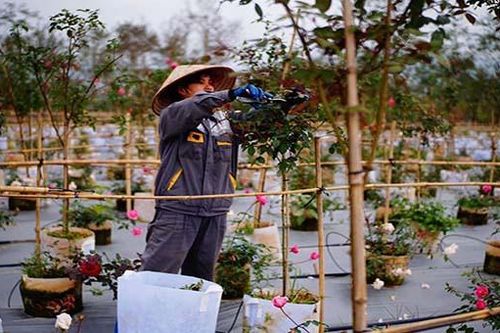 Gần 103.000 người, hộ kinh doanh ở Cao Bằng cần được hỗ trợ do dịch Covid-19