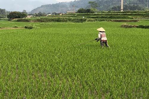 Hơn 33 ha lúa ở Bắc Kạn bị nhiễm bệnh đạo ôn