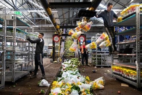 Nhổ bỏ hàng triệu cây hoa, nhà vườn đau xót không dám nhìn