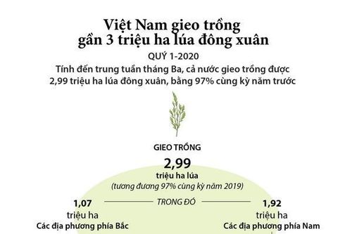 Việt Nam gieo trồng gần 3 triệu ha lúa Đông Xuân