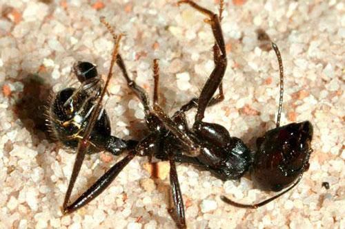 Nhện tí hon tung 'chiêu độc' hạ gục kiến khổng lồ