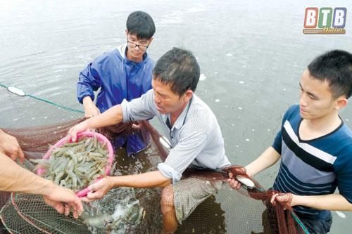 Thái Bình: Làm giàu từ nuôi tôm thẻ chân trắng