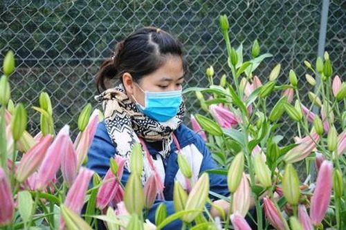 Người dân ở Mê Linh có dấu hiệu chủ quan với dịch COVID-19 khi đổ ra đường, đi chăm sóc hoa