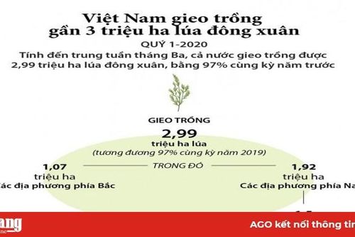 Việt Nam gieo trồng gần 3 triệu ha lúa Đông Xuân