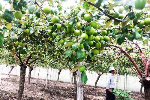 Ứng dụng khoa học và công nghệ trong nông nghiệp: Vẫn còn khoảng cách