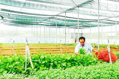 Hơn 1,7 tỷ đồng hỗ trợ Chương trình Mỗi xã một sản phẩm