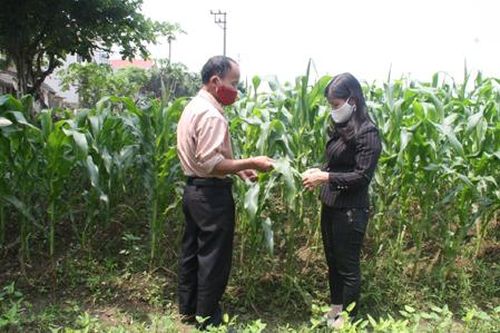 Tập trung phòng trừ sâu keo mùa thu