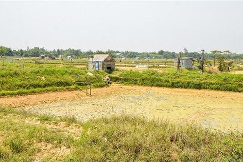 28 ha tôm nuôi ở Vĩnh Sơn bị chết do bệnh