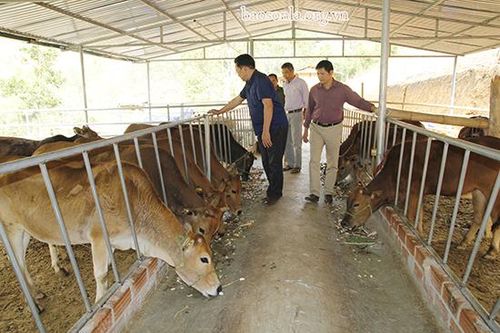 Giúp nông dân ứng dụng KHKT vào sản xuất