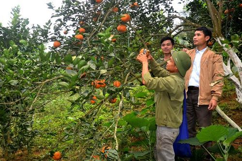 Nhà nông kể chuyện sản xuất Organic