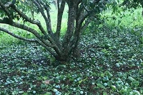 Mưa đá khiến 450 tấn mận, xoài ở Sơn La hư hỏng, cho không ai lấy