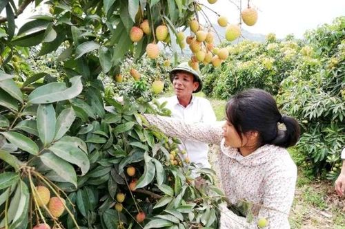 Mở rộng vùng sản xuất vải theo tiêu chuẩn quốc tế