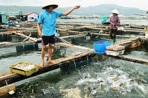 Phê duyệt nhiệm vụ lập Quy hoạch bảo vệ và khai thác nguồn lợi thủy sản