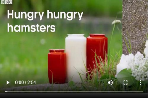 Chuột Hamster háu ăn tìm được bữa thịnh soạn trong nghĩa trang