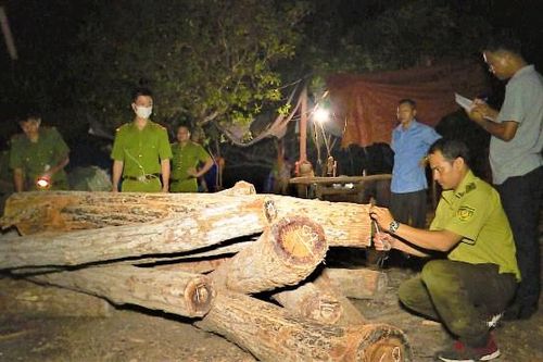 Đang xử lý vụ tập kết gỗ lậu tại xưởng cưa không phép ở huyện Ea Súp