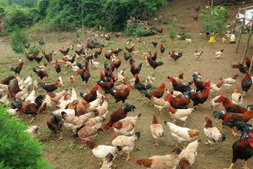 Ế vạn con gà ri, càng nuôi càng lỗ mong chờ 'giải cứu'