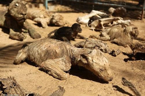 'Vườn thú ma' ở Dải Gaza khiến nhiều người 'ớn lạnh' khi nhìn thấy