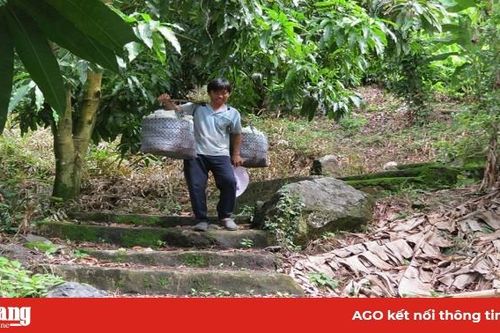 Xoài rớt giá, khó tiêu thụ, nông dân gặp khó