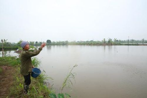 Làm mô hình đa canh, lão nông thu hàng trăm triệu đồng