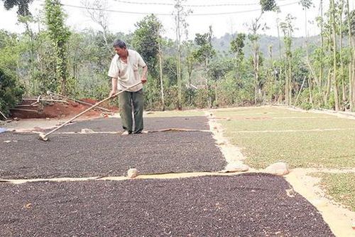Nông dân Hướng Hóa lo lắng vì giá tiêu giảm sâu