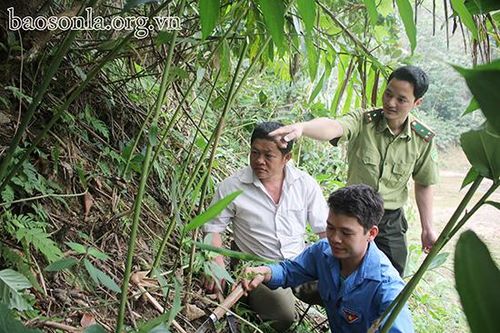 Tạo sinh kế gắn với bảo vệ rừng ở Vân Hồ