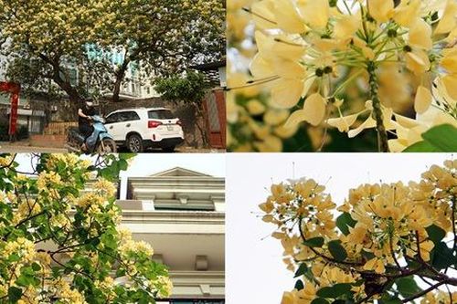 Mục sở thị cây hoa bún duy nhất có tuổi thọ 300 năm tuổi nở hoa đẹp nao lòng giữa Hà Nội