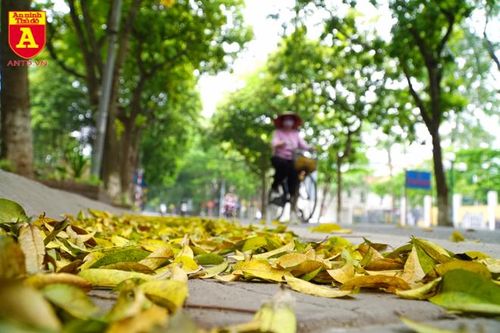 Hà Nội mùa lá rơi vàng trên phố