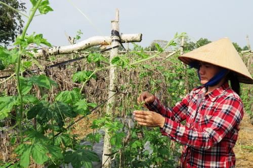 Chuyển đổi cây trồng để tháo gỡ khó khăn