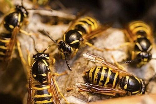 Người phụ nữ nguy kịch vì ong vò vẽ tấn công
