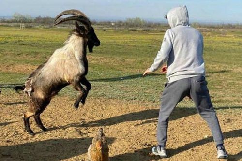 Võ sĩ UFC người Nga tập luyện với dê