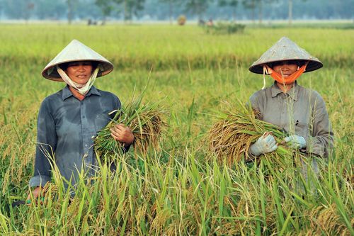 Tổng cục Hải quan mở đăng ký xuất khẩu nếp từ 0h đêm nay