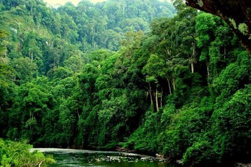 Công bố hiện trạng rừng toàn quốc