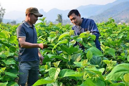 Phát triển trồng dâu, nuôi tằm ở Văn Chấn