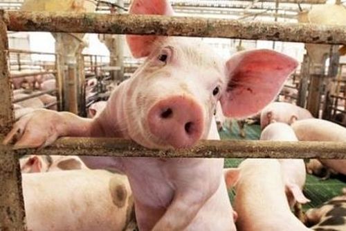 Giá heo hơi hôm nay (22/4): Vẫn chưa hết 'sốt' khi lập đỉnh 94.000 đồng/kg