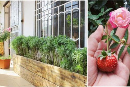 Ban công tập thể biến thành khu vườn đủ loại rau quả và hoa nhờ bí quyết đặc biệt của mẹ trẻ Hà Nội