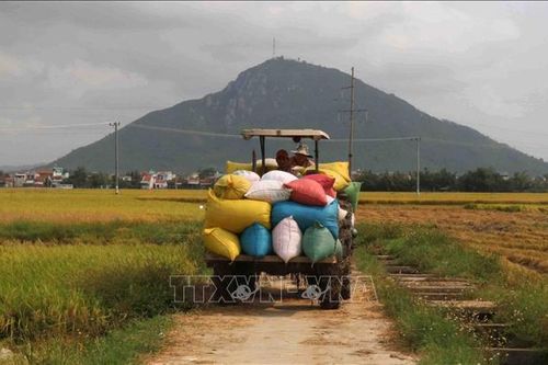 Mùa vàng dưới chân núi Chóp Chài
