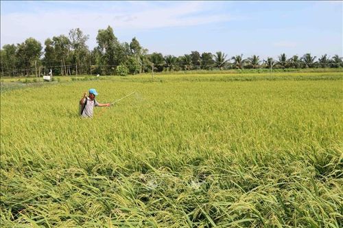 Trà Vinh điều chỉnh lịch thời vụ để tránh hạn, mặn