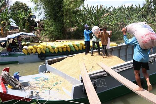 Giá lúa giảm nhẹ nhưng vẫn giữ ở mức cao