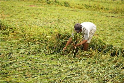 Mưa đá bất thường tại Quảng Bình khiến hàng chục ha lúa bị gãy đổ