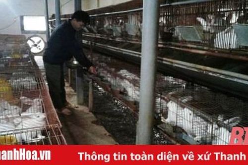 Mô hình nuôi thỏ tại xã Đồng Tiến