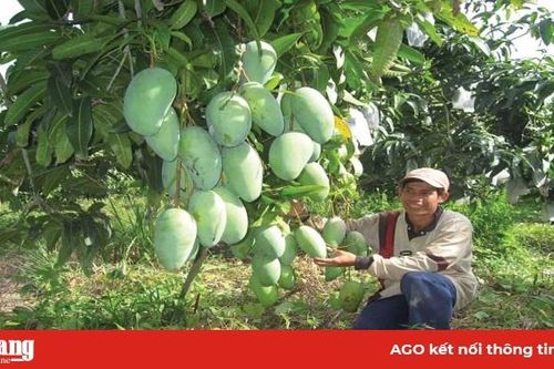 Vùng nguyên liệu phát triển, tiền đề để đẩy mạnh xuất khẩu xoài