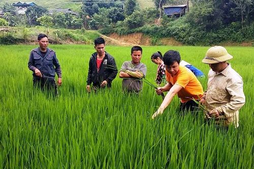 Ðiện Biên Ðông phòng trừ sâu bệnh hại lúa đông xuân