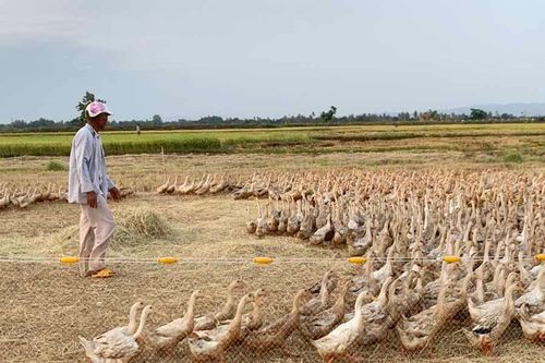 Nuôi vịt chạy đồng tiết kiệm chi phí